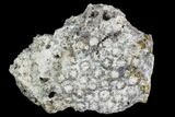 Agatized Fossil Coral Geode - Florida #105319-2